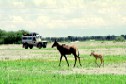 Comet checks out the Hartebeast in Chobe