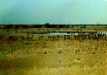 Lion food at a waterhole