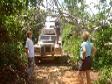 treet.jpg (8520 bytes)