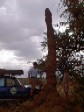 Termite mound