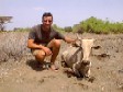 Andrew rescues a cow