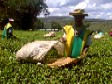 Picking tea in Kericho