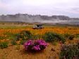 The Namaqualand flowers - V pretty