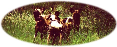 WILD DOG....YES....WILD DOG