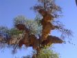 Sociable weaver bird nests everywhere