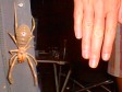 Big as you like