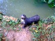 Otter at Entebbe