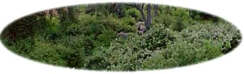 Elephants visiting our camp about 50 ft away